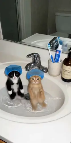 Cats dancing 🕺 