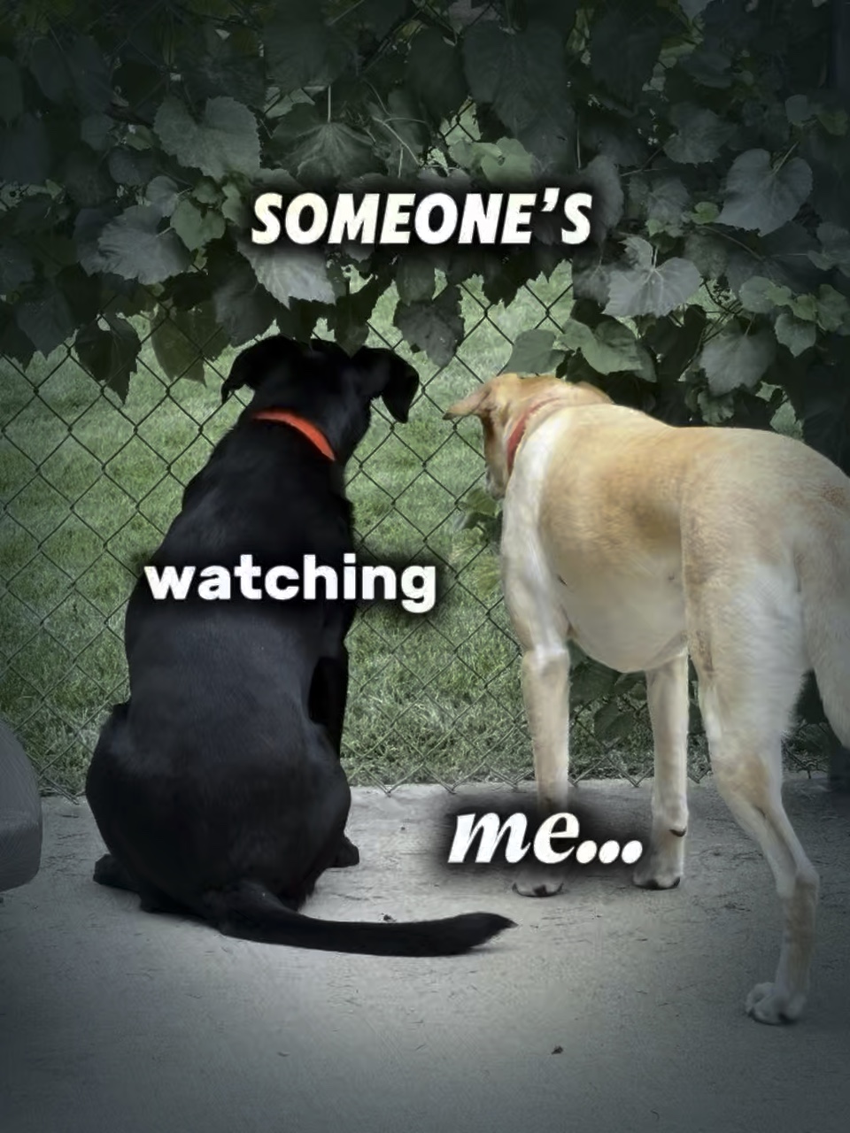 They are watchin