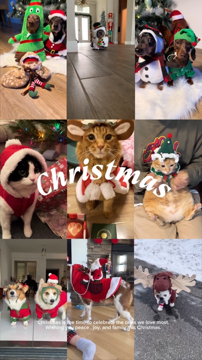 Animal de Noël