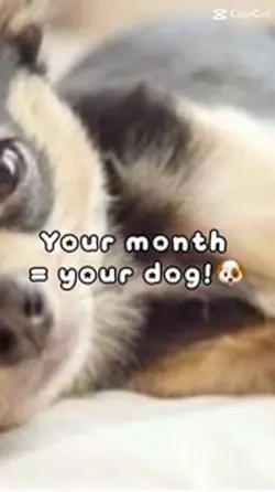 Your month your dog