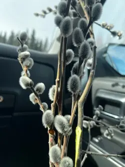 Birthday flower