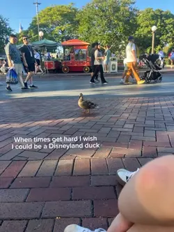 Disney duck 🥹