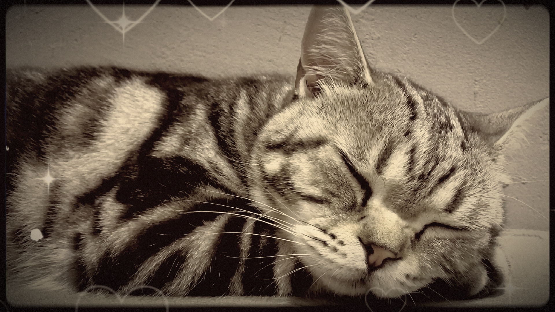 Echte Chill Cats