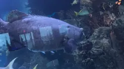 Big eyed fish