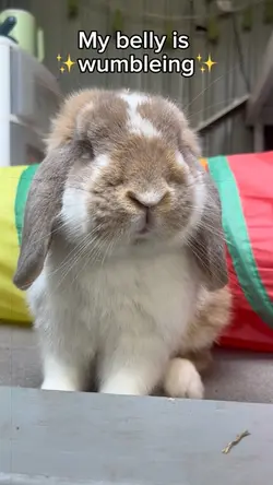 Nutmeg is hungry 😋 