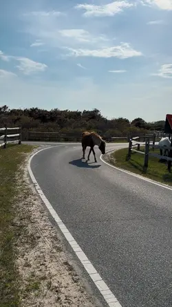 Wild ponies!!