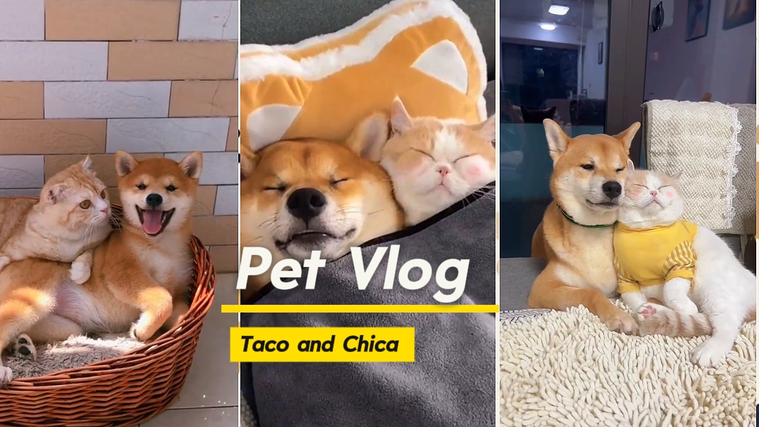 Animaux adorables 