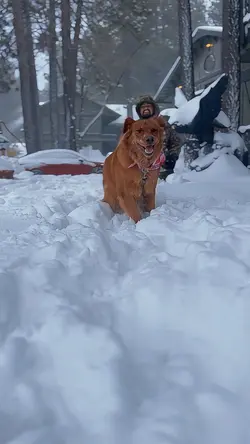 Dog slow in snow