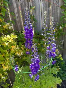 Flores hermosas 