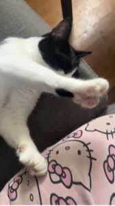 Rest in peace my cat