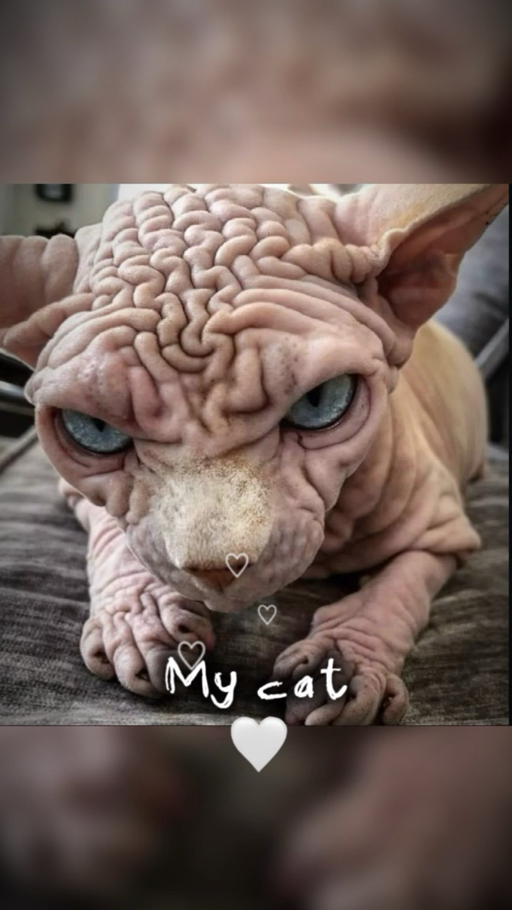 Mi gato es más lindo 🩵💙