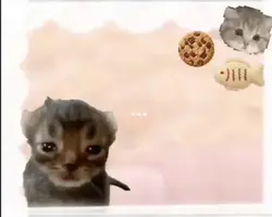 kitty rant <3