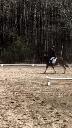 HORSE SLOWMO😻🔥🙇‍♀️