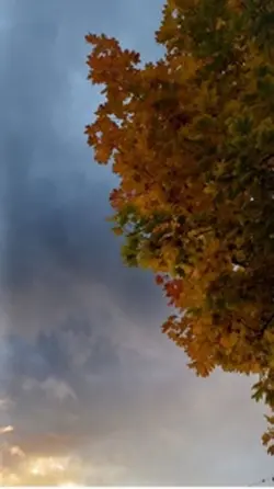 🍁