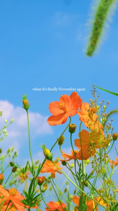 Vlog de flores