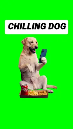 CHILLING DOG