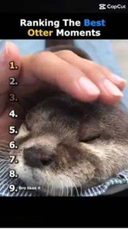 OTTERSSSS