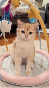 Feature Ihre Katze