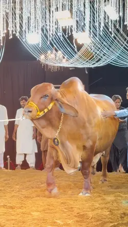 EID UL ADHA 2026 