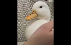 ducky
