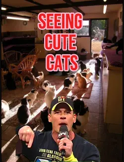 Taking cats home 🦃