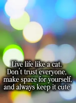 Live like a cat