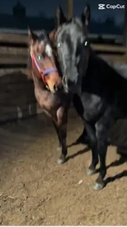 Horses