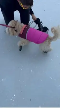 Doggo on ice