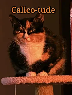 Calico-tude #calico 