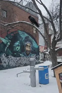 Crow In Tree