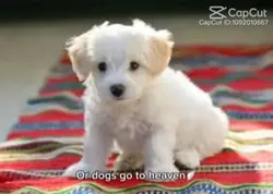 Silly dog