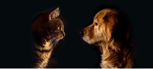 Cães e gatos