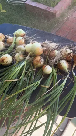 Onions 