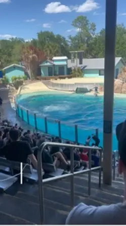 Dolphins 