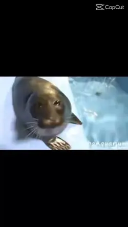seal