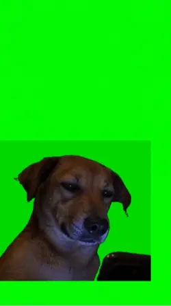 Angry dog 