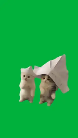 cats dancing 