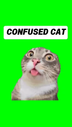 CONFUSED CAT