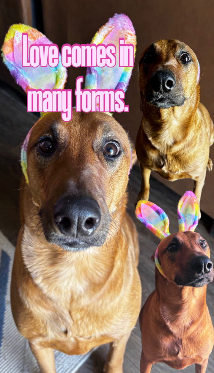 Dog Mom Love