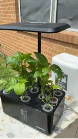 My Garden 