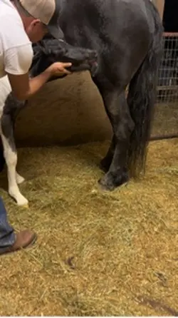 Gitana’s baby colt