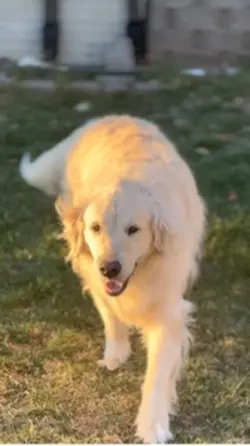 doggyyy