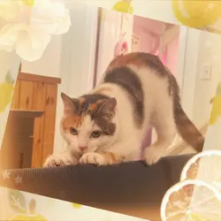 MANGOOO‼️🥭😼