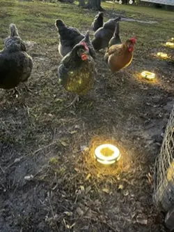 Chicken lights 