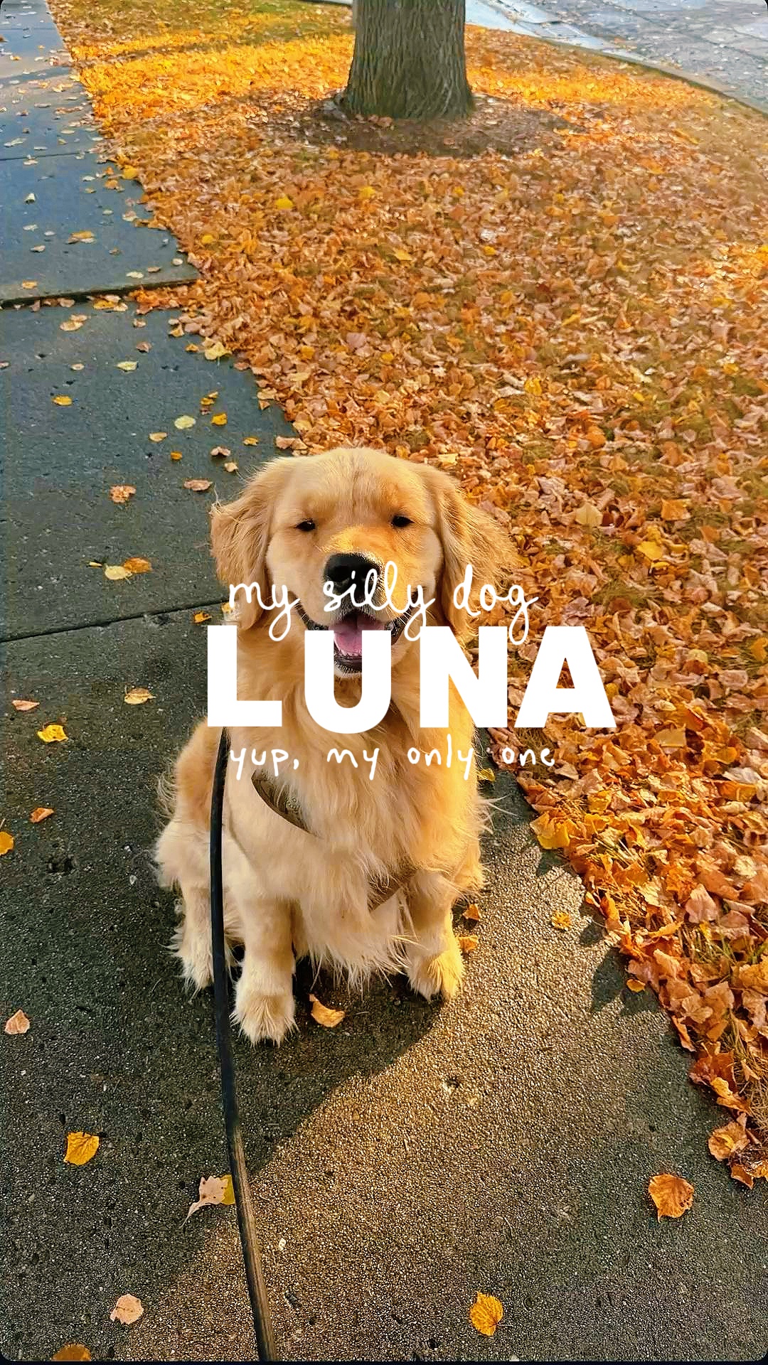 제트 세트 트렌드 🐶