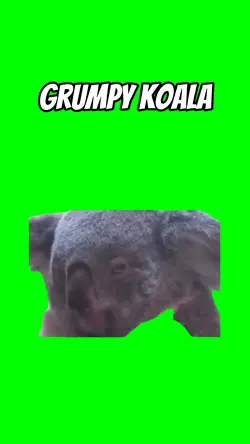 Grumpy Koala