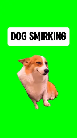 DOG SMIRKING