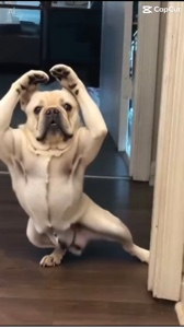 Sturdy doggie