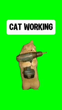 CAT WORKING