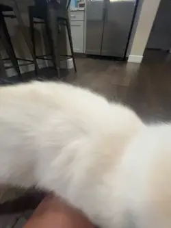 my cat tofu🥺